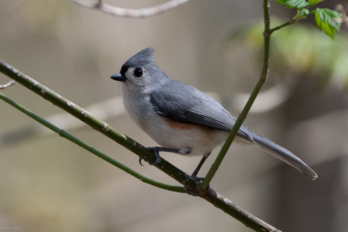 Tufted Titmouse - ML323882211