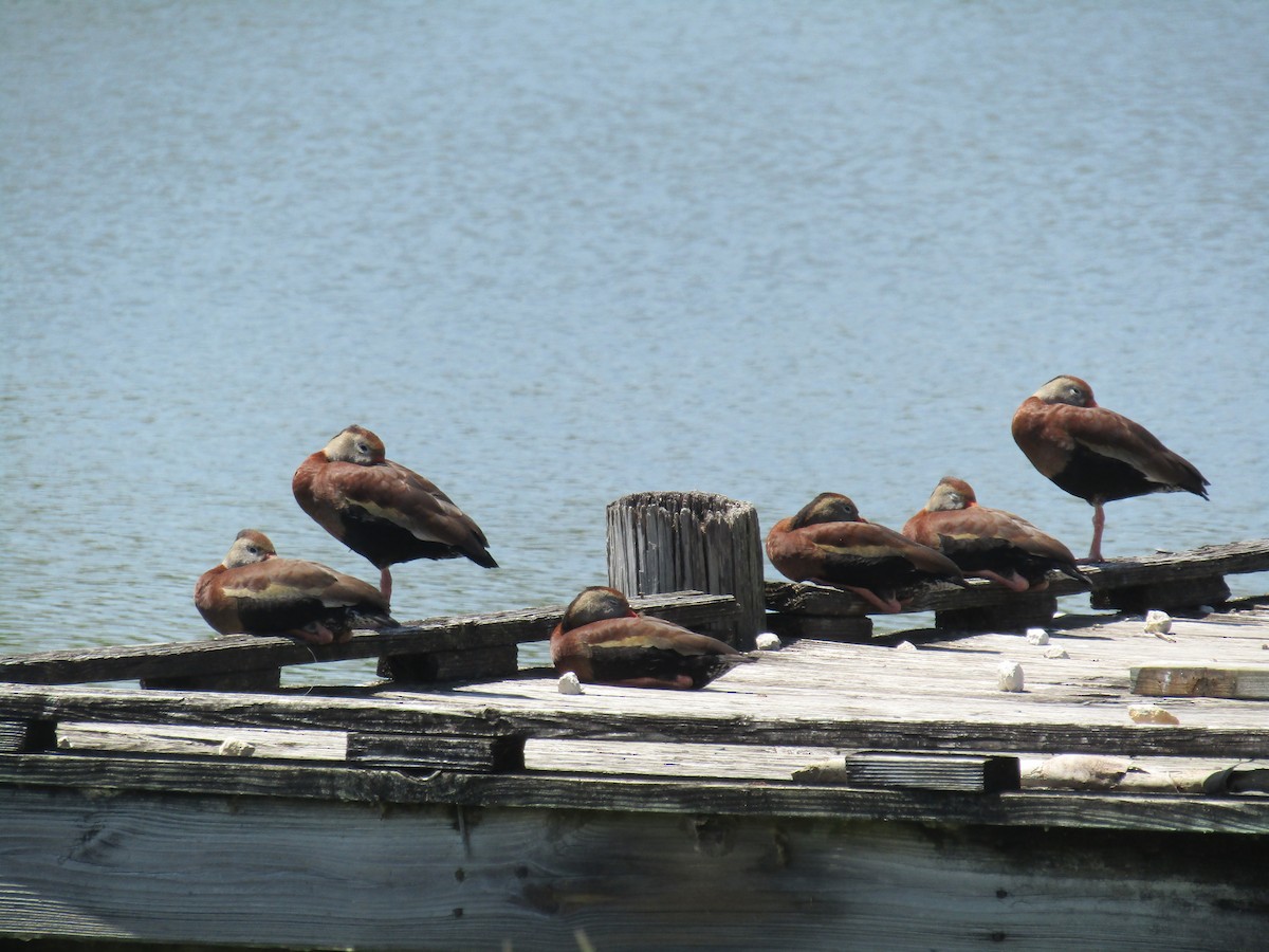 Black-bellied Whistling-Duck - ML323884821