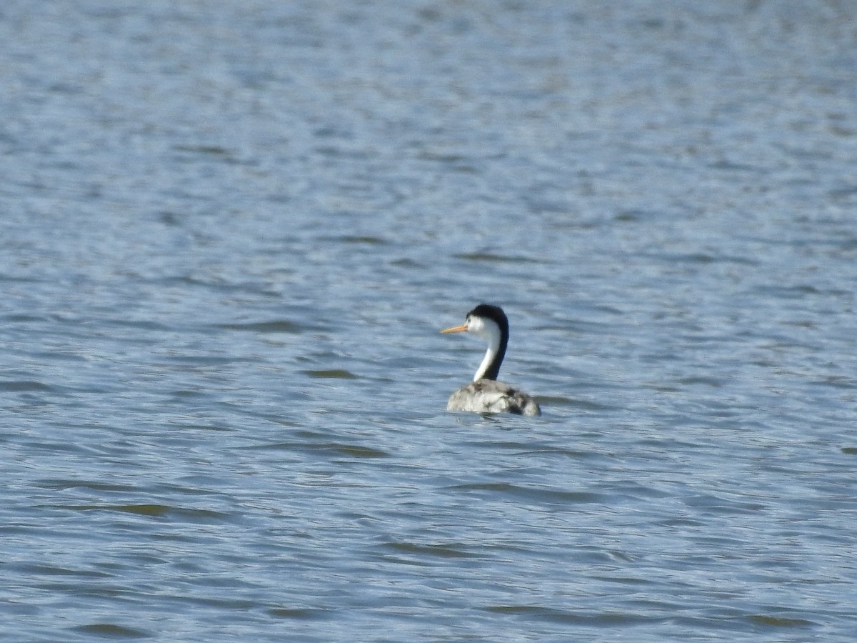 Clark's Grebe - ML323885221