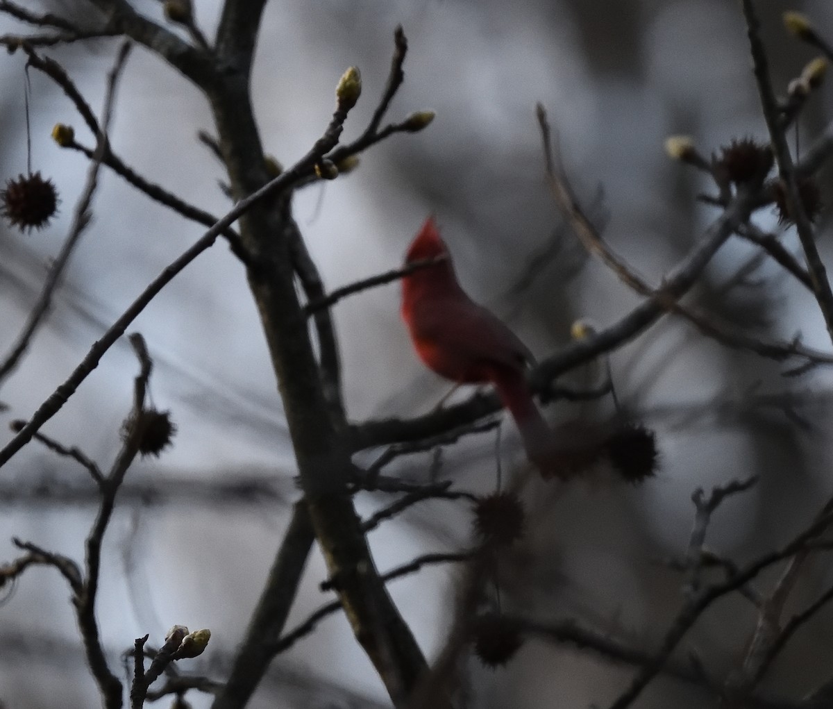 Northern Cardinal - ML323886521