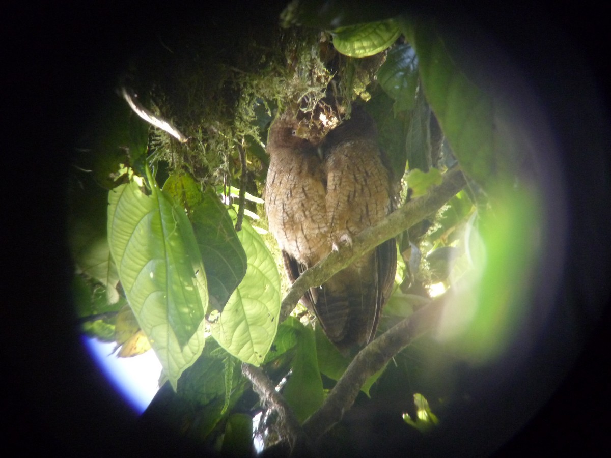 Rufescent Screech-Owl - ML323886971