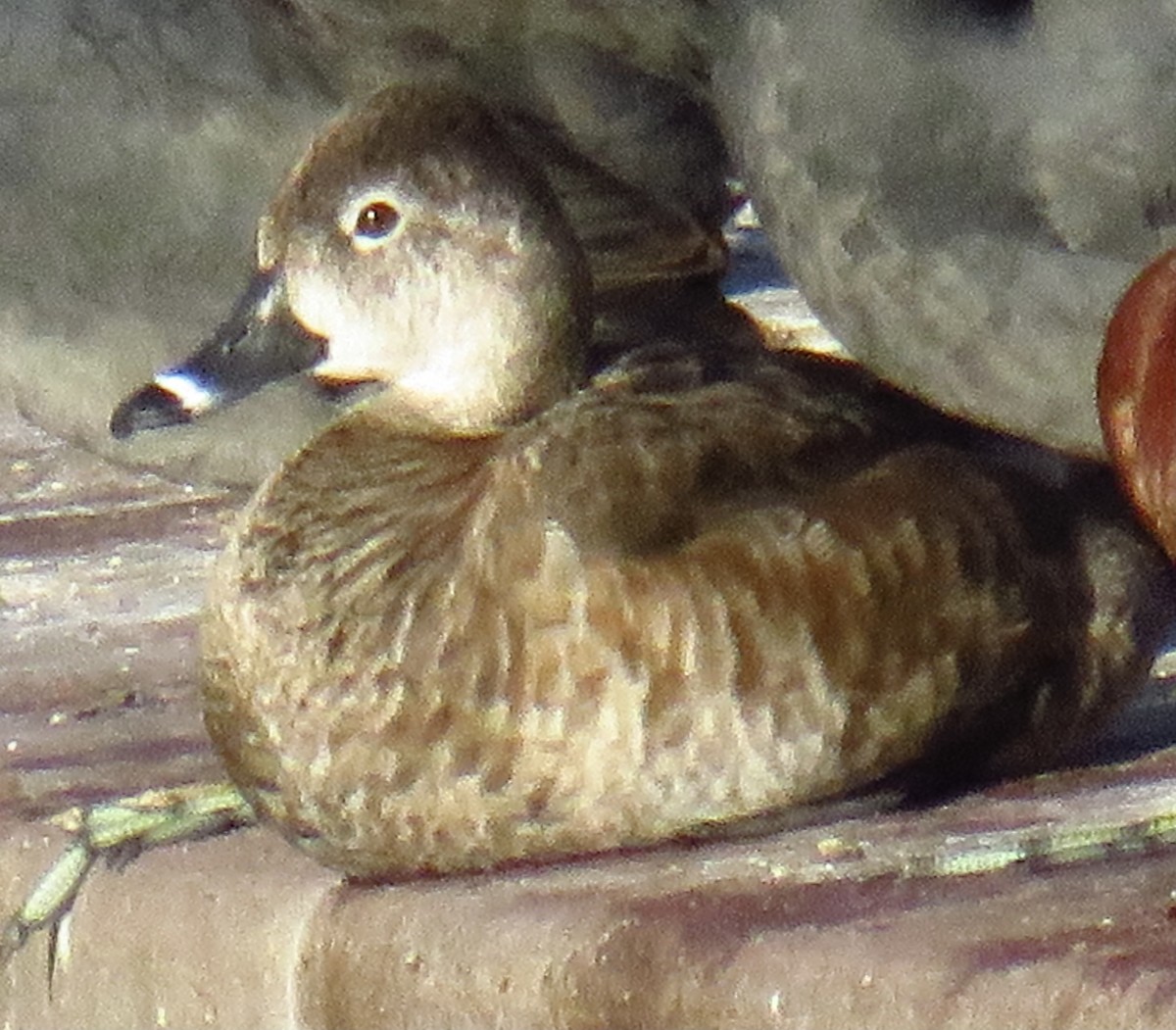 Ring-necked Duck - Nancy Salem