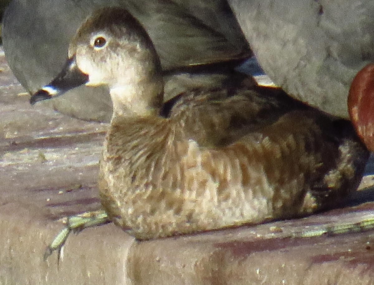 Ring-necked Duck - Nancy Salem