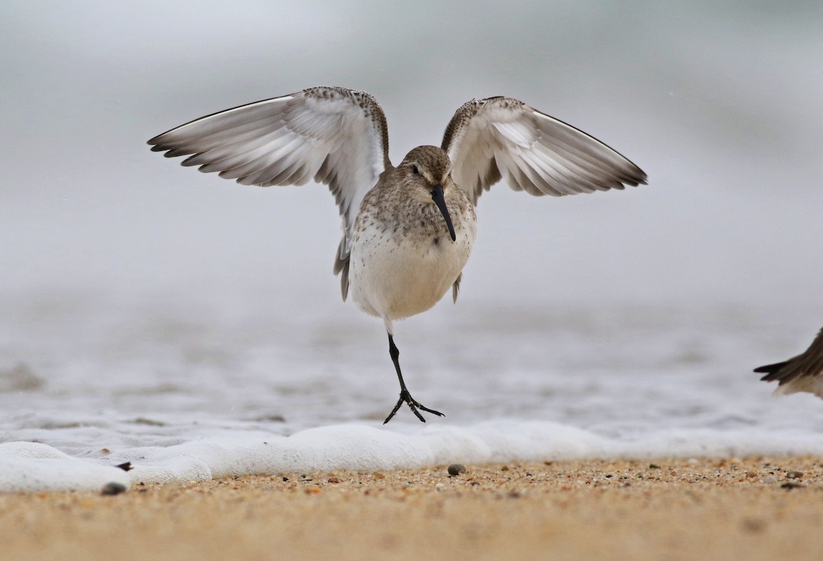 Dunlin - ML323889471