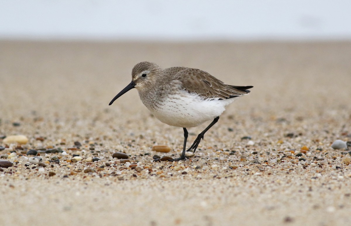 Dunlin - ML323889581