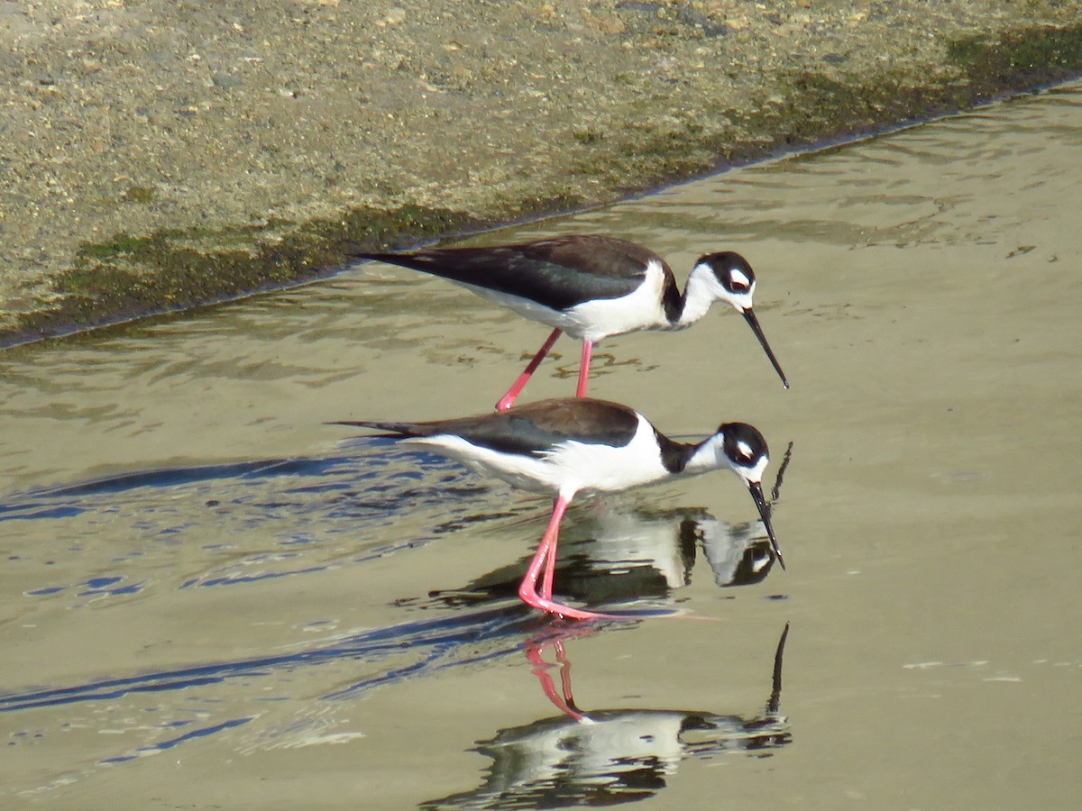 Black-necked Stilt - ML323890011