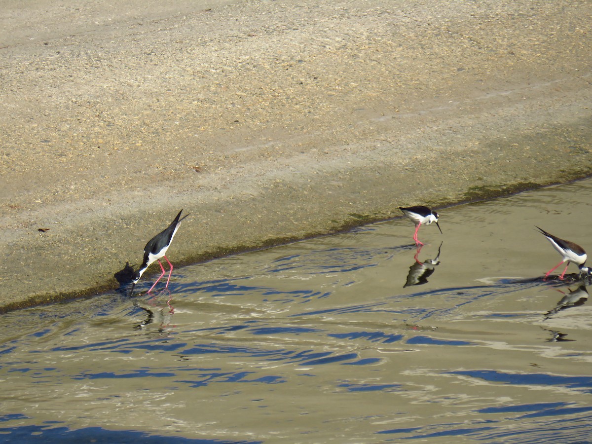 Black-necked Stilt - ML323890051