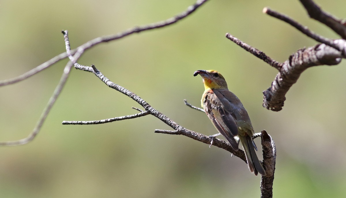 Hepatic Tanager (Northern) - ML32389021