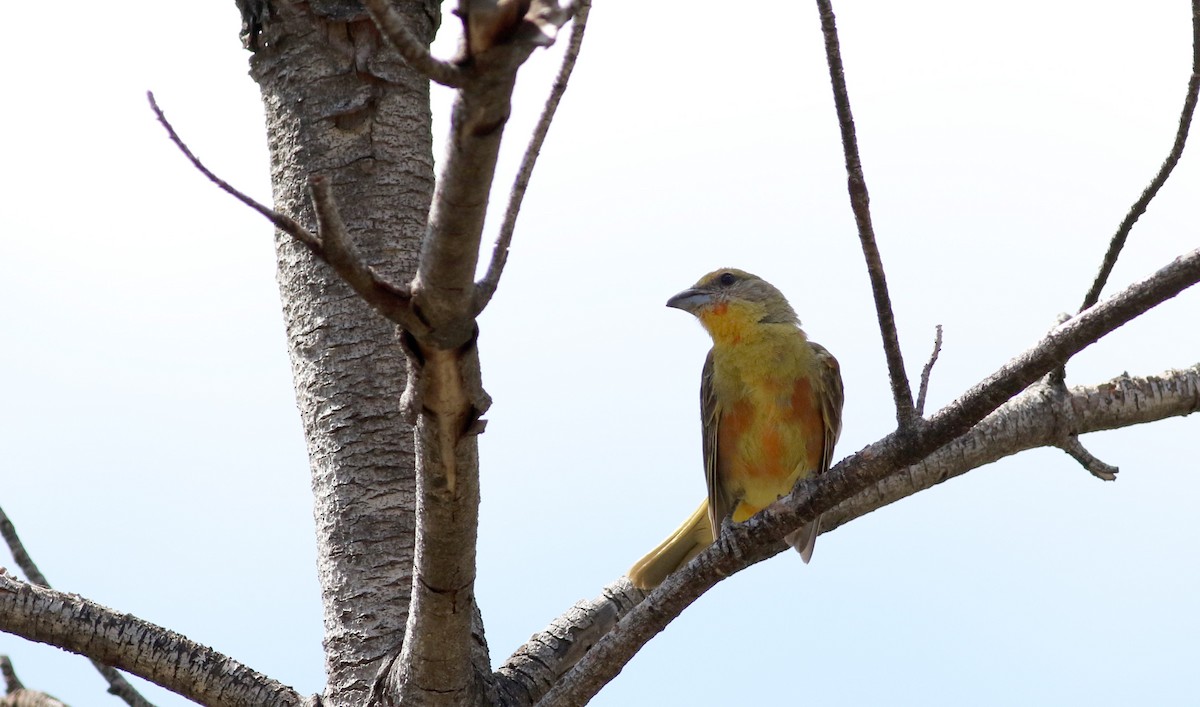 Hepatic Tanager (Northern) - Jay McGowan