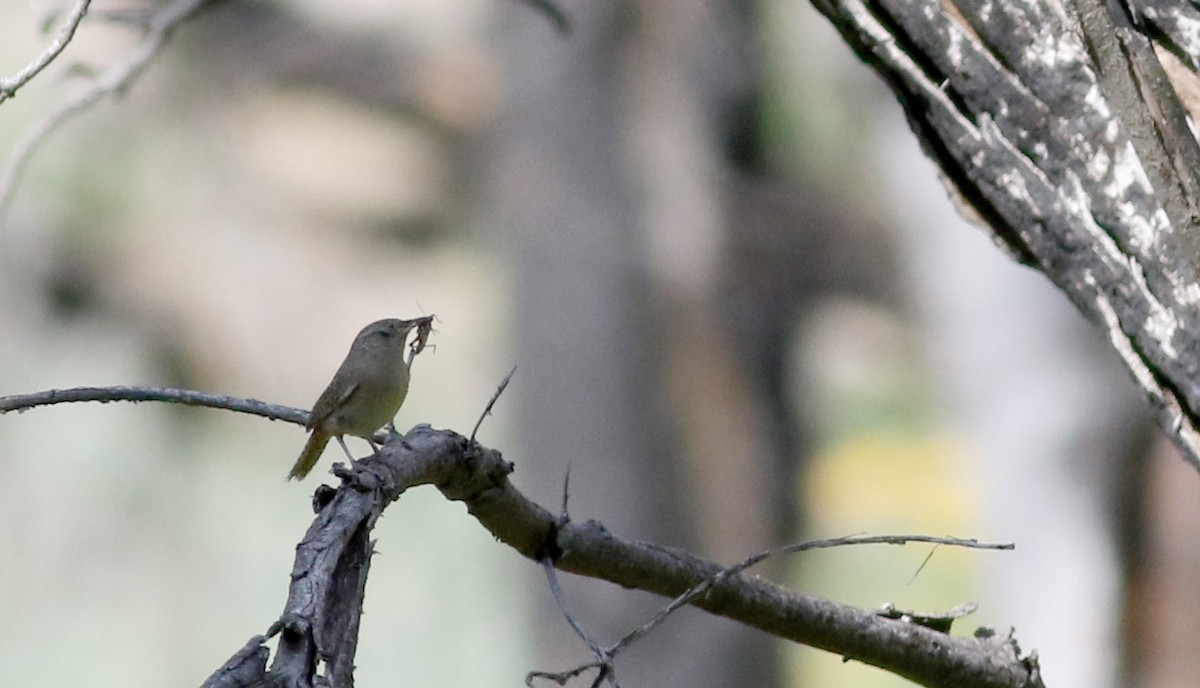 House Wren (Brown-throated) - ML32389141