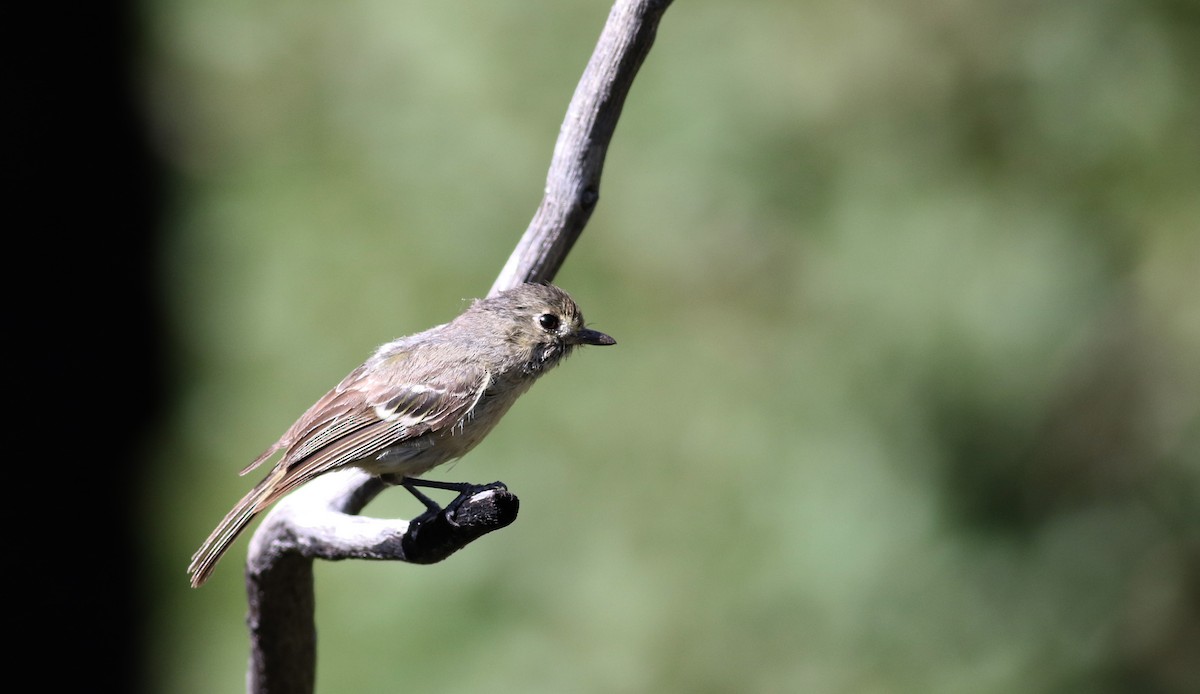 Hutton's Vireo - ML32389221