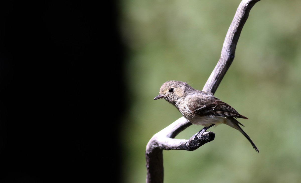 Hutton's Vireo - ML32389241