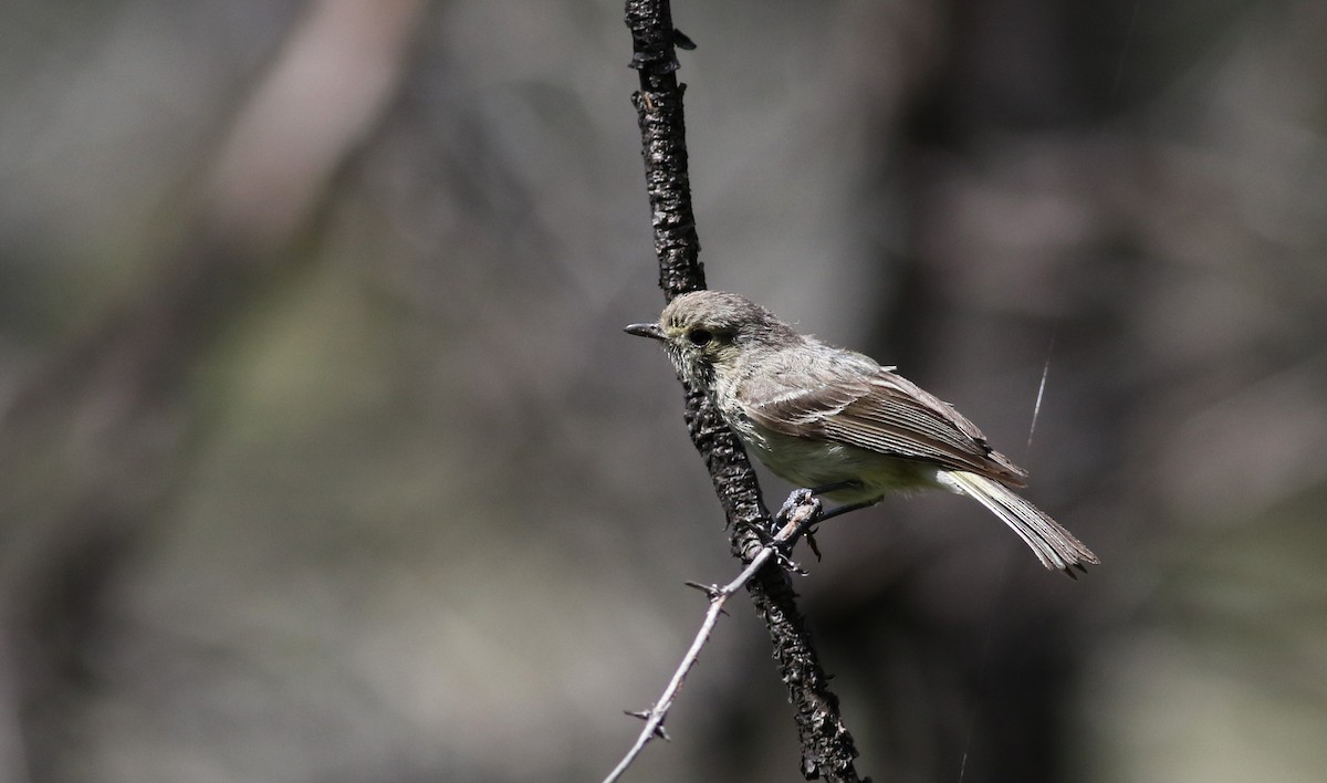 Hutton's Vireo - ML32389251