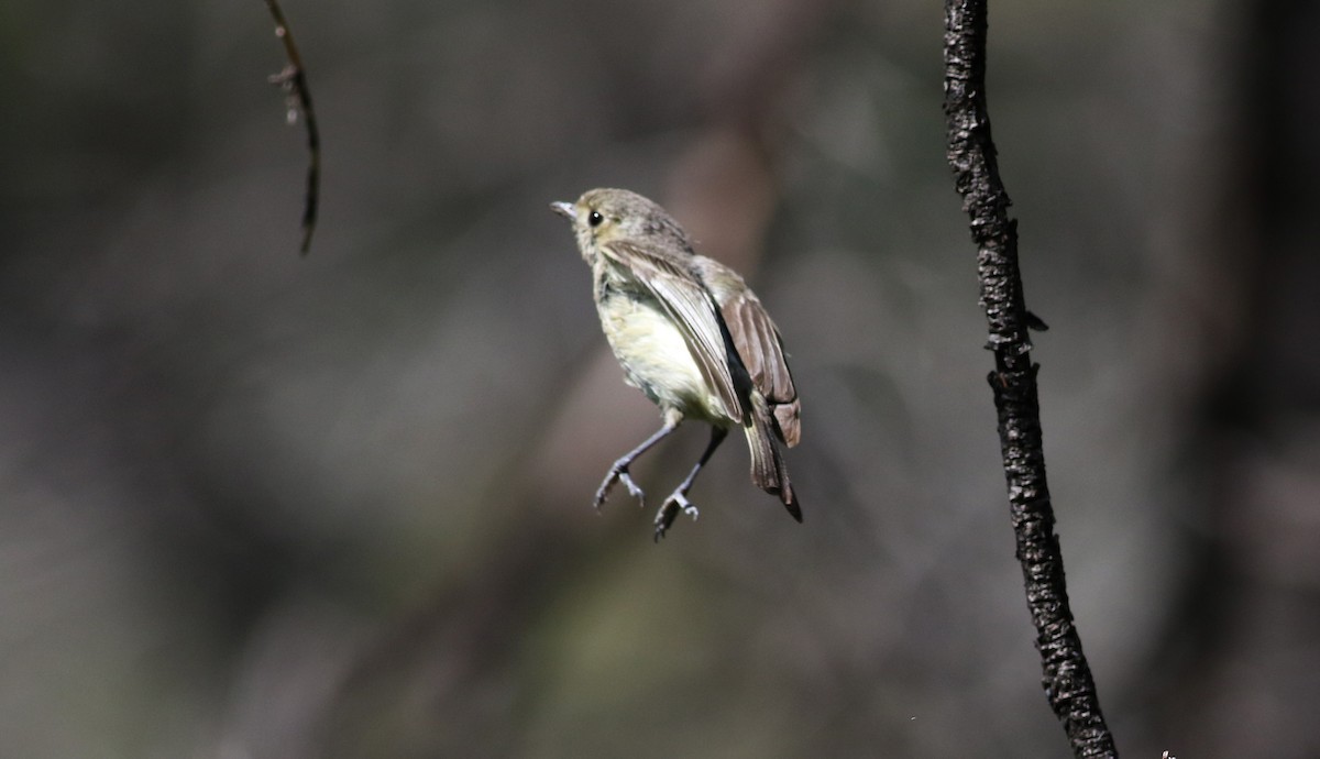 Hutton's Vireo - ML32389331