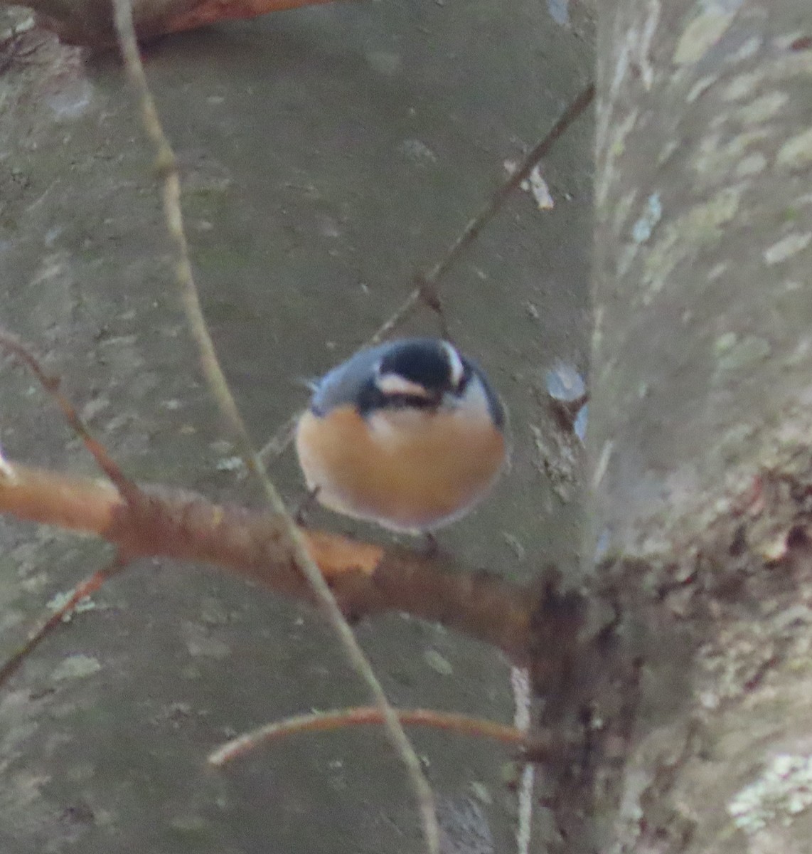 Red-breasted Nuthatch - ML323895581