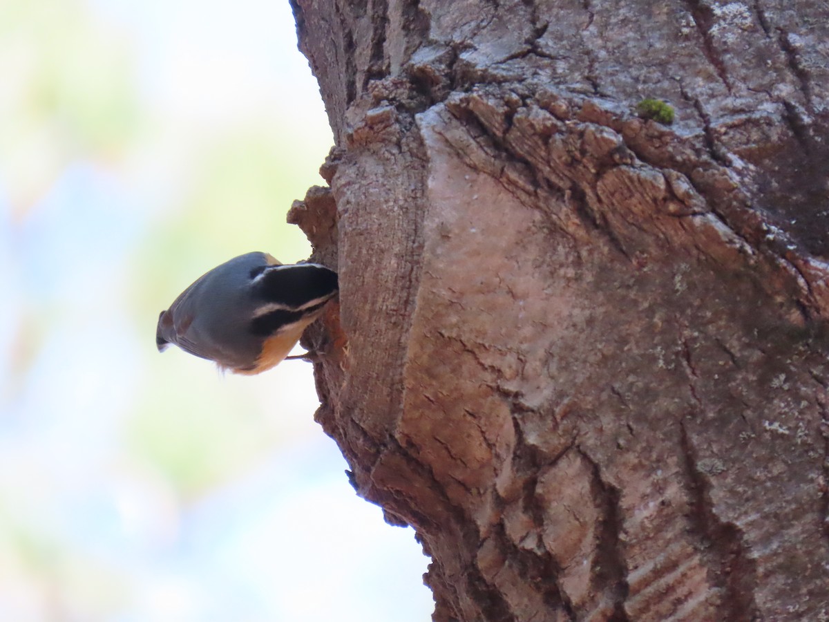 Red-breasted Nuthatch - ML323896031