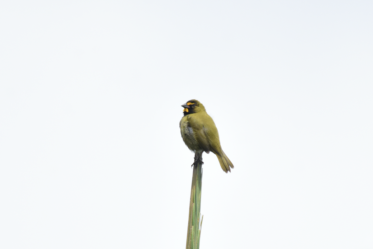 Yellow-faced Grassquit - Adolfo Castro