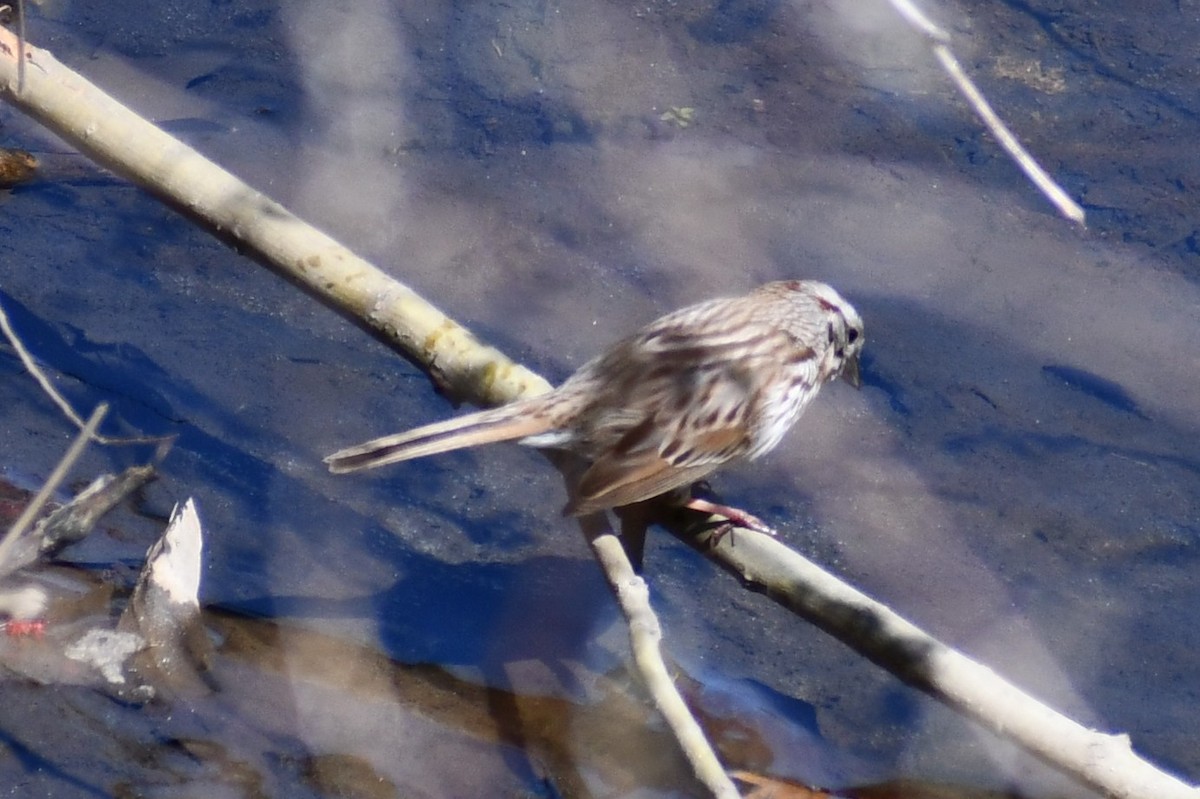 Song Sparrow - ML323899511