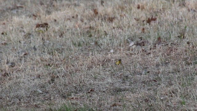 Palm Warbler (Yellow) - ML323903211