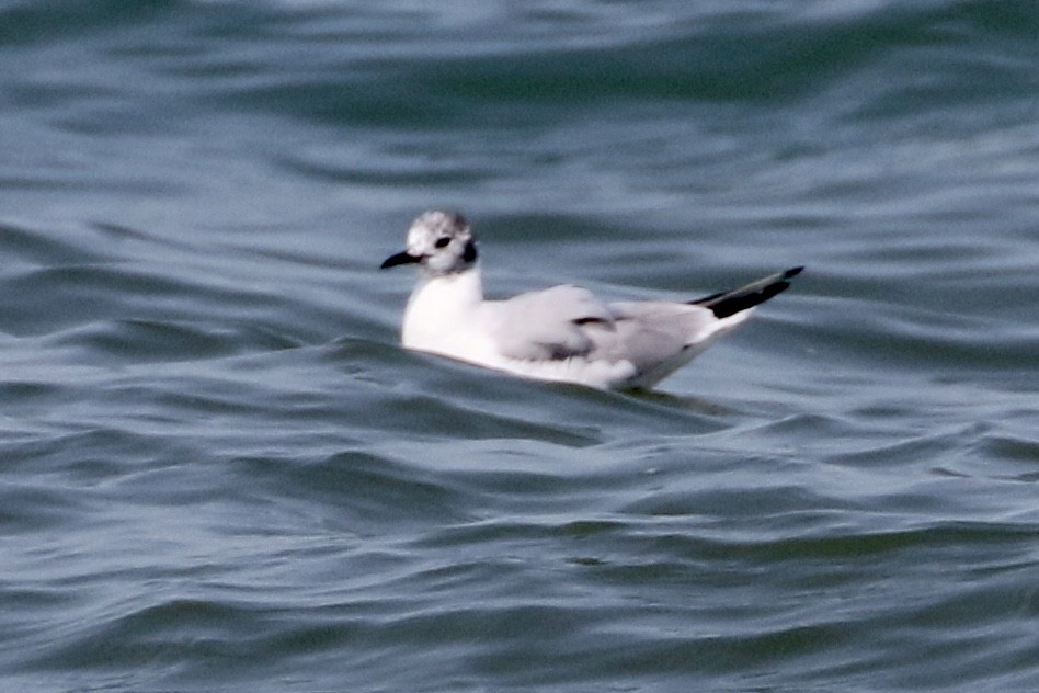 Bonaparte's Gull - ML323905081