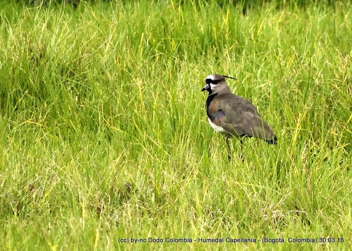 Southern Lapwing - Dodo Colombia