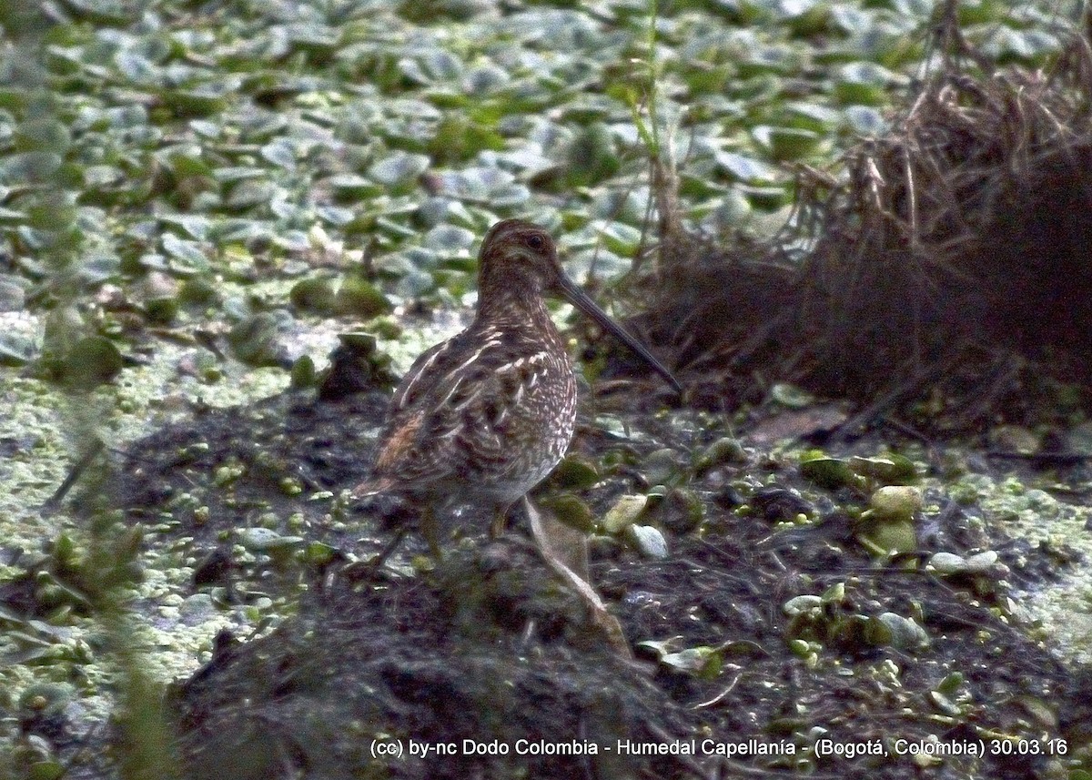 Noble Snipe - Dodo Colombia