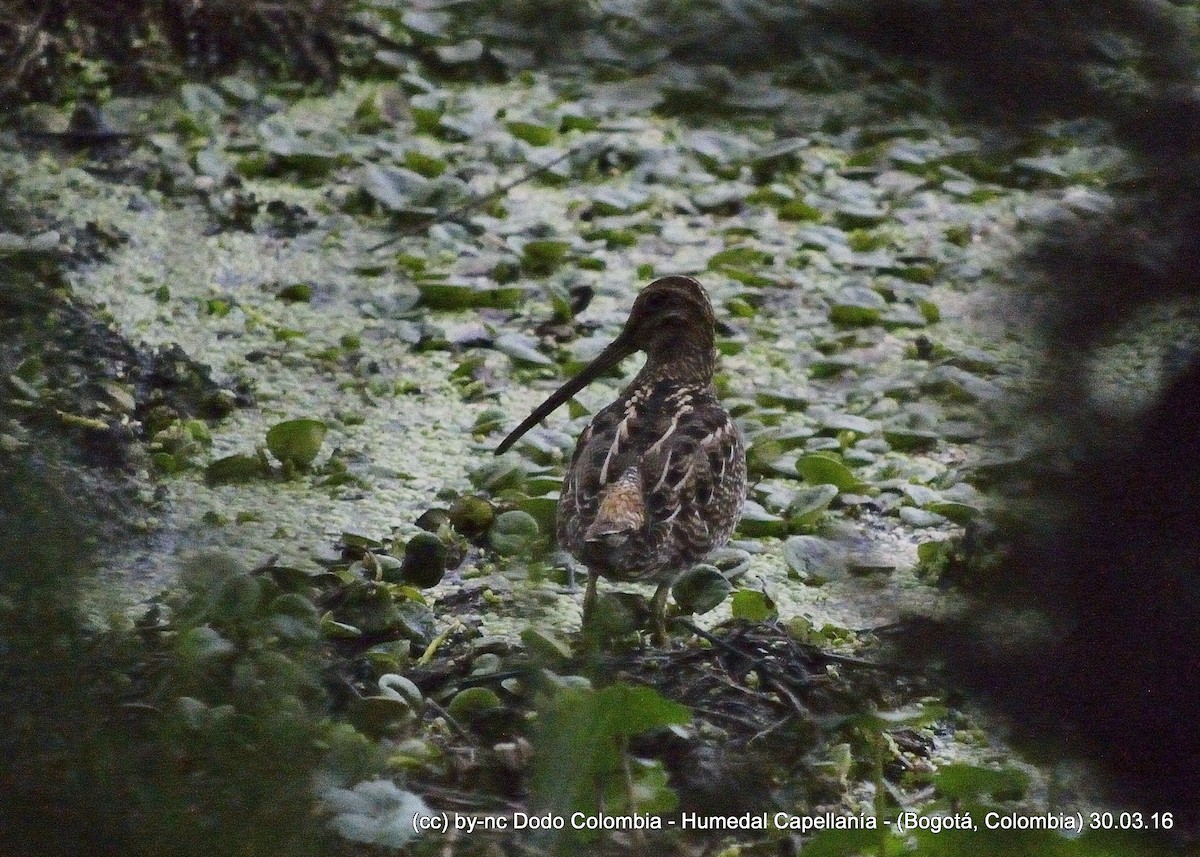 Noble Snipe - Dodo Colombia