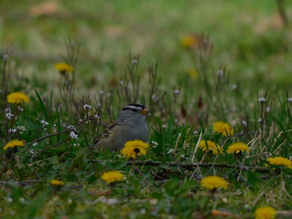 White-crowned Sparrow - ML323908731