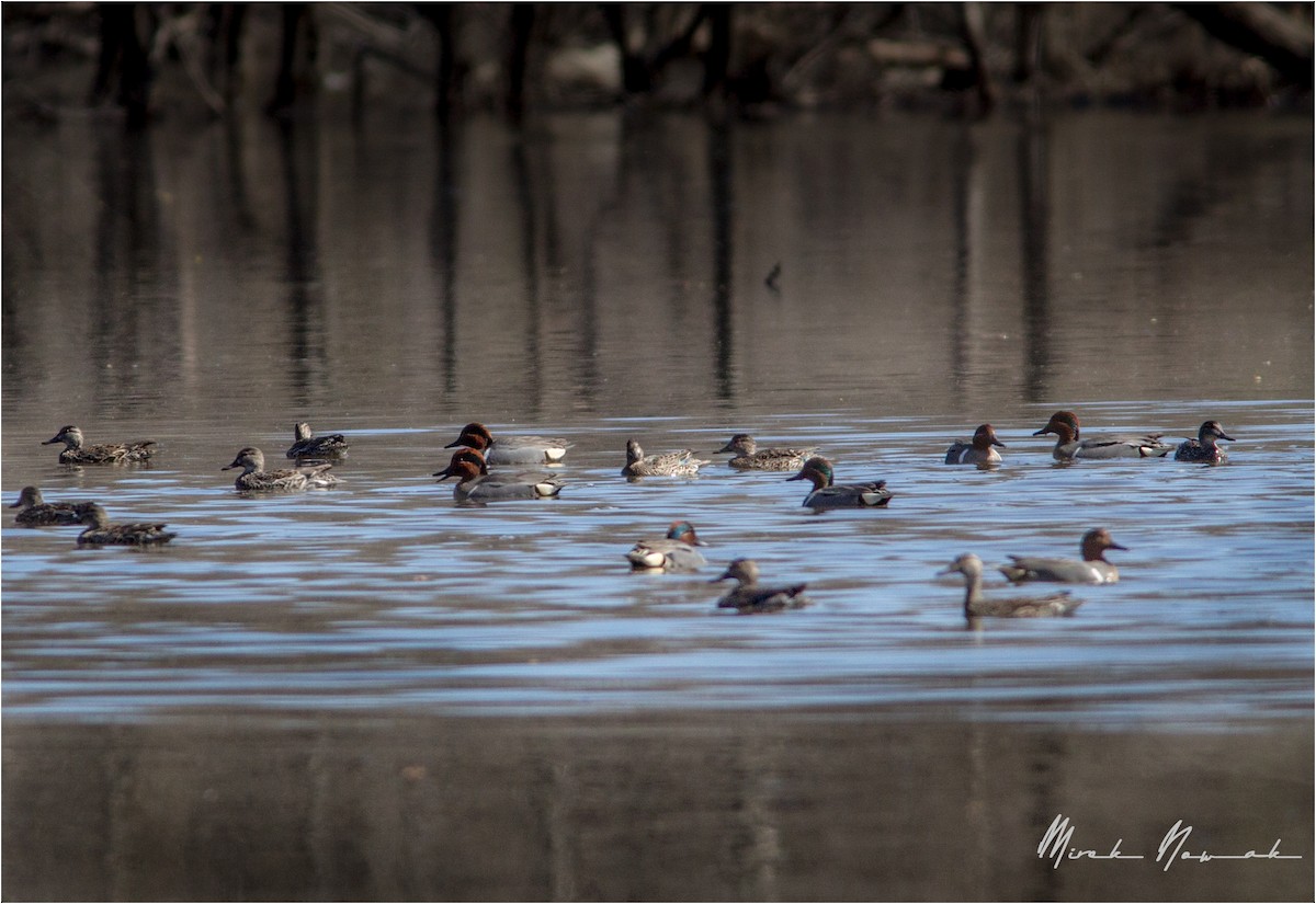 Green-winged Teal - Mirek Nowak