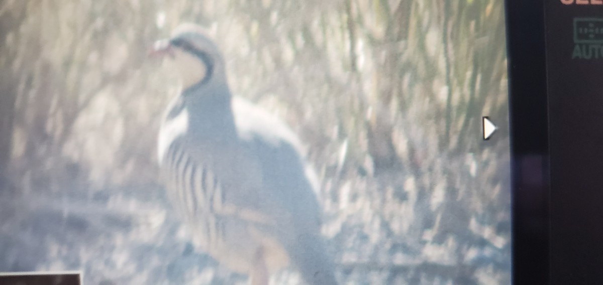 Chukar - ML323909541