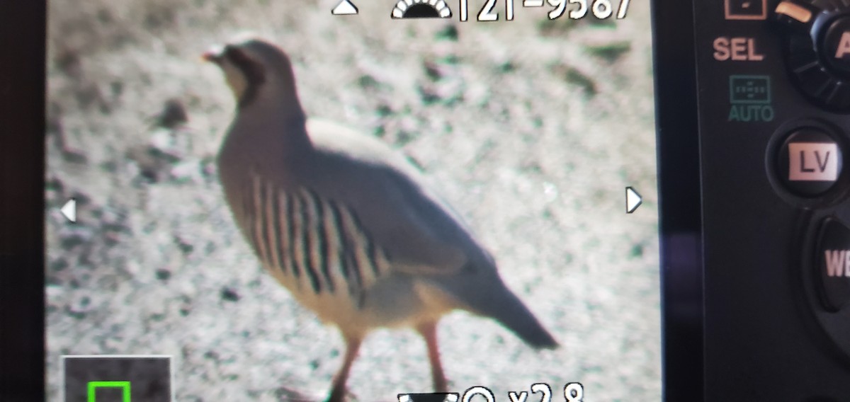 Chukar - ML323909551
