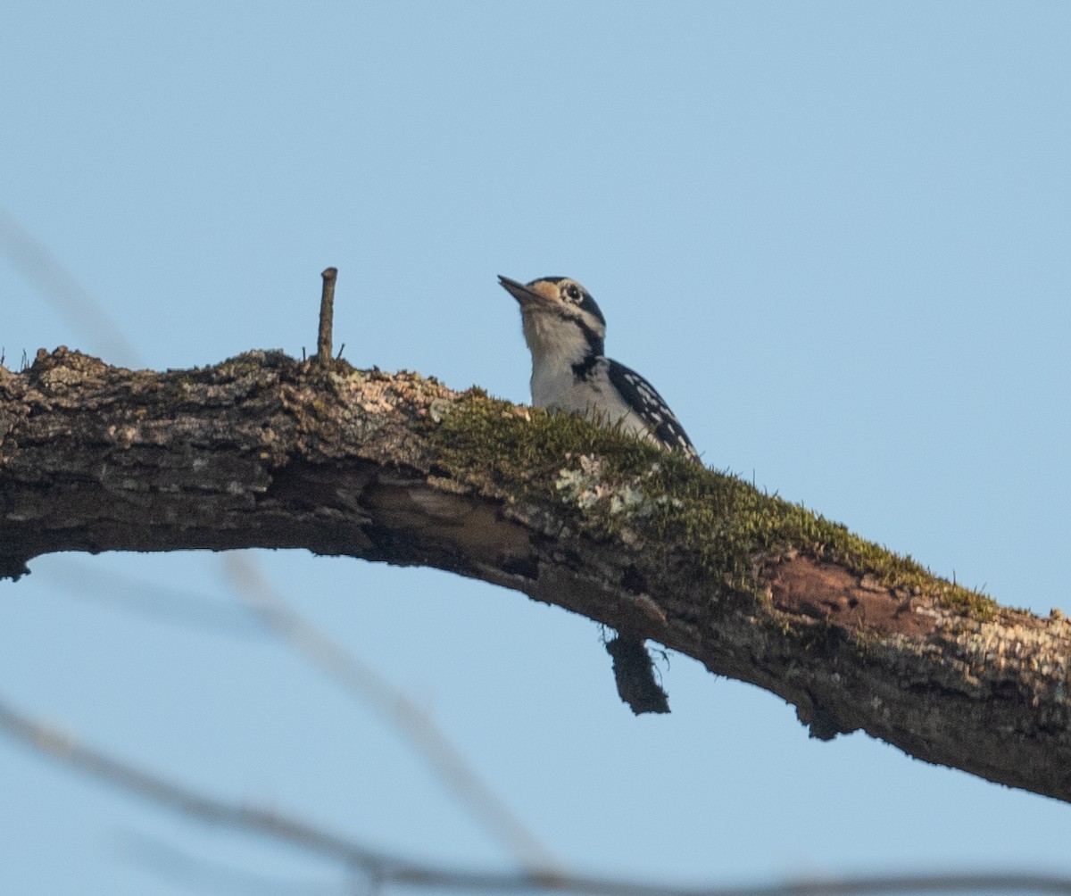 Hairy Woodpecker - ML323909911