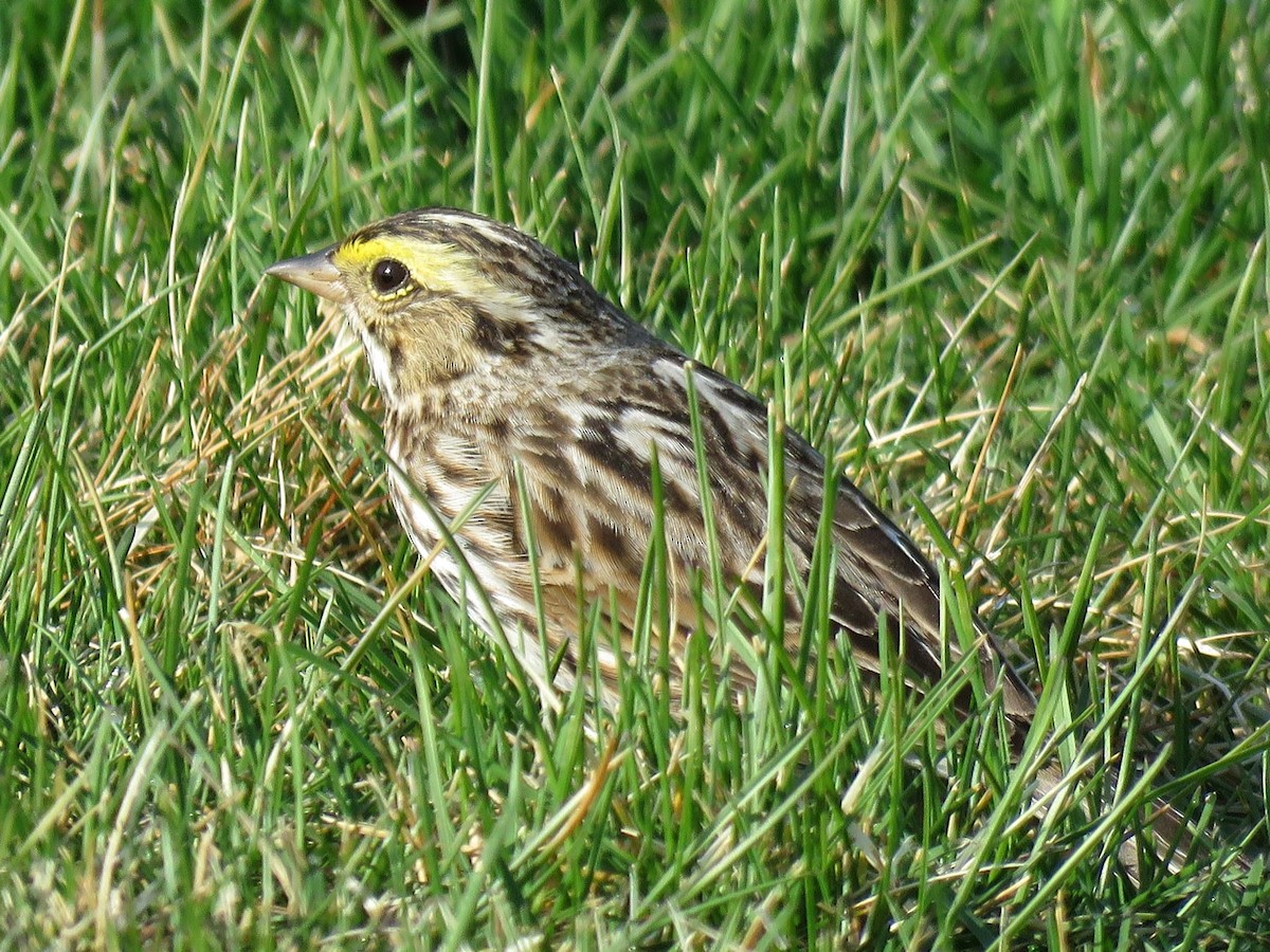 Savannah Sparrow - ML323912771