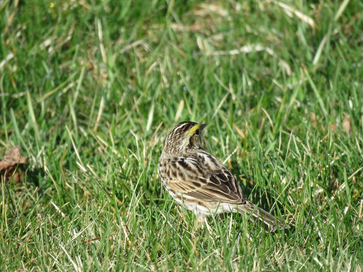 Savannah Sparrow - ML323912781