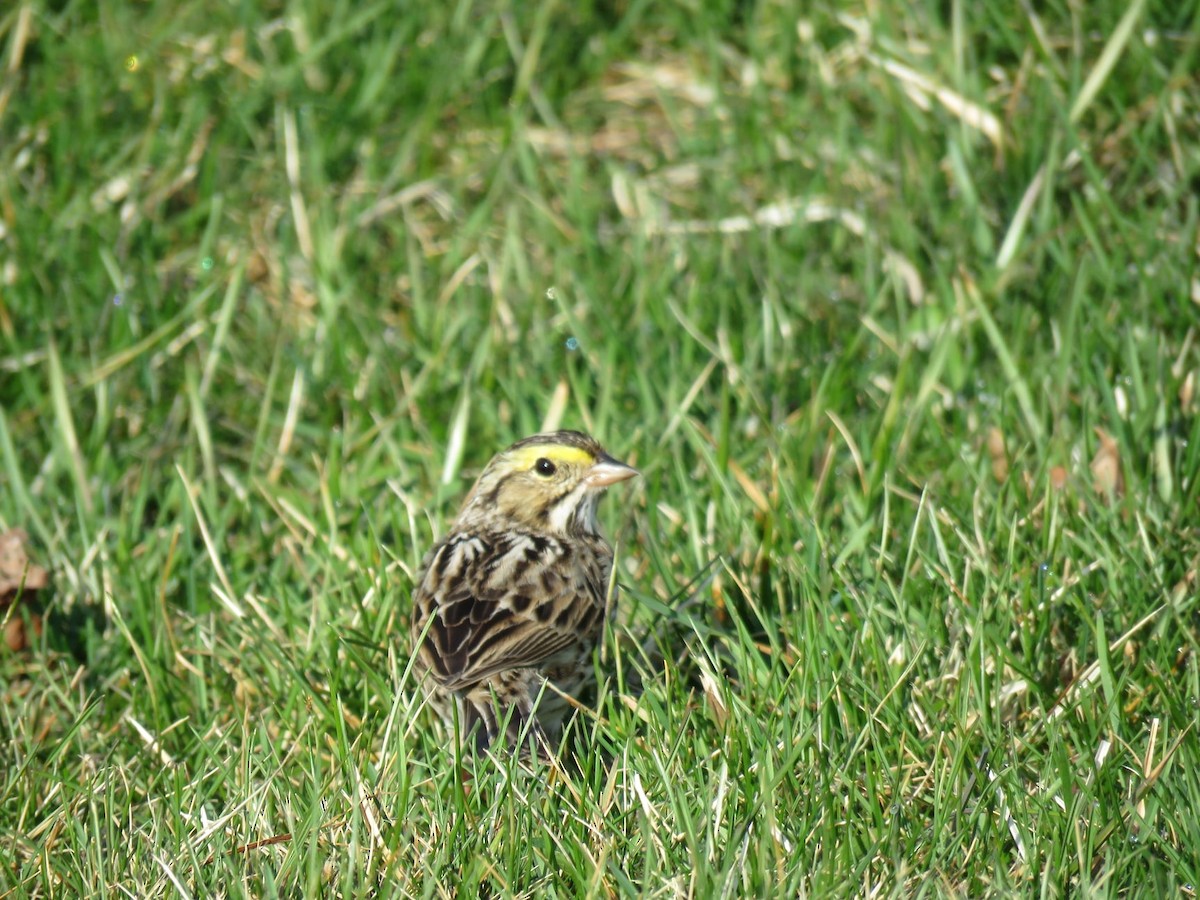 Savannah Sparrow - ML323912791