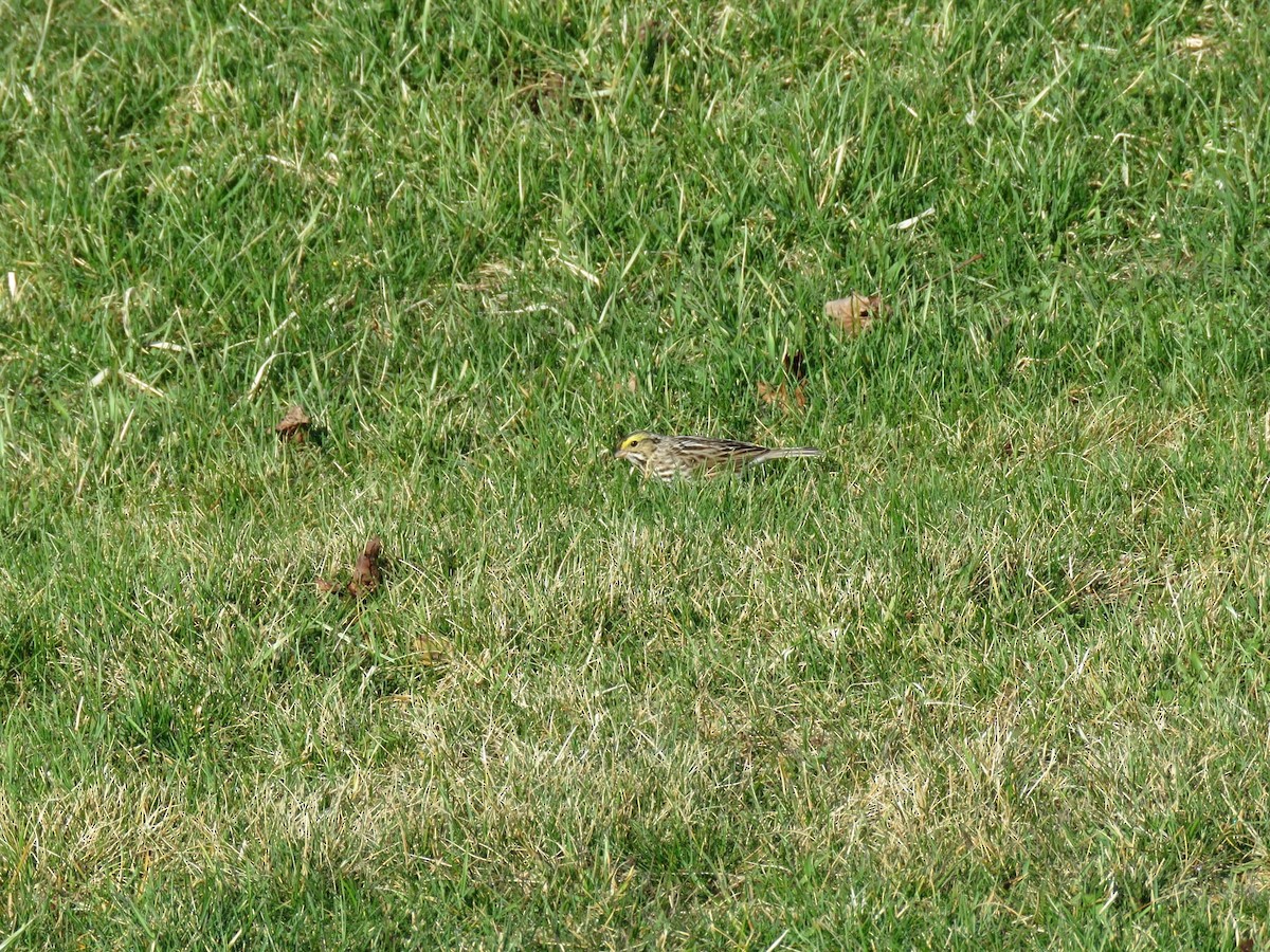 Savannah Sparrow - ML323912801