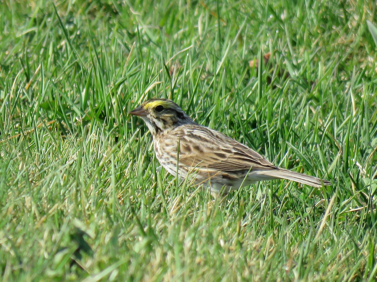 Savannah Sparrow - ML323912811