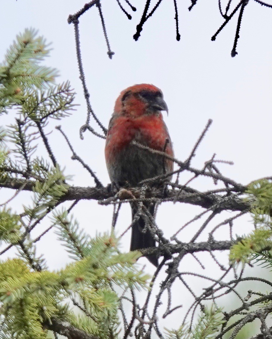 Тольт солбин хошуут - ML323915261