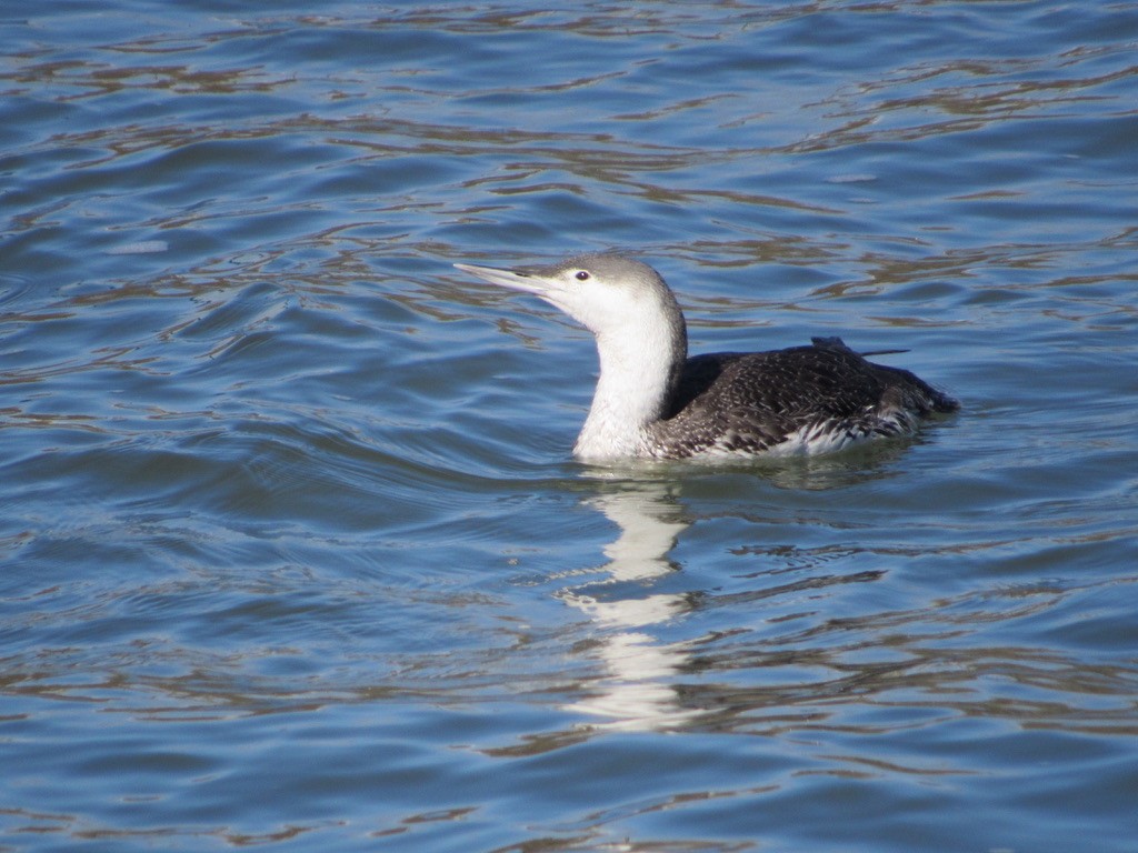 Red-throated Loon - ML323915291