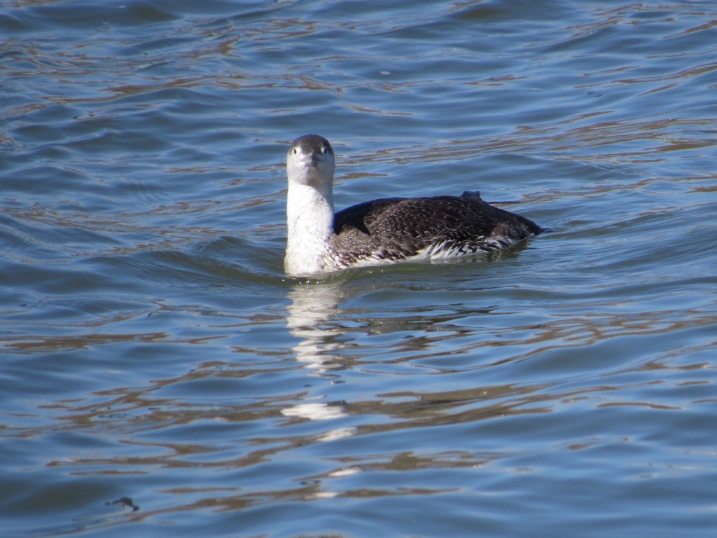 Red-throated Loon - ML323915351