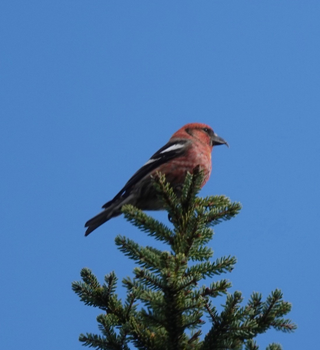 Тольт солбин хошуут - ML323915431