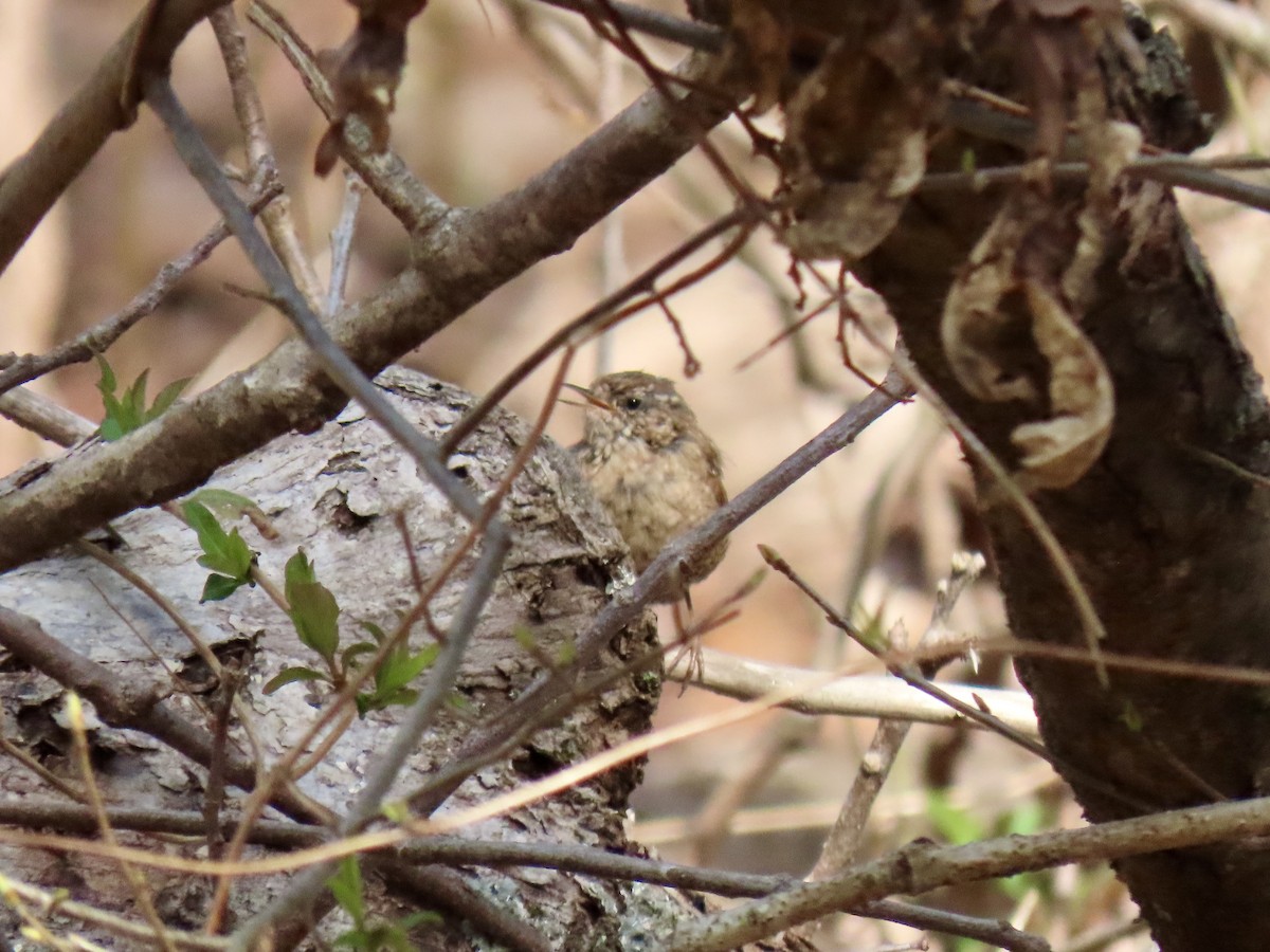 Winter Wren - ML323915671