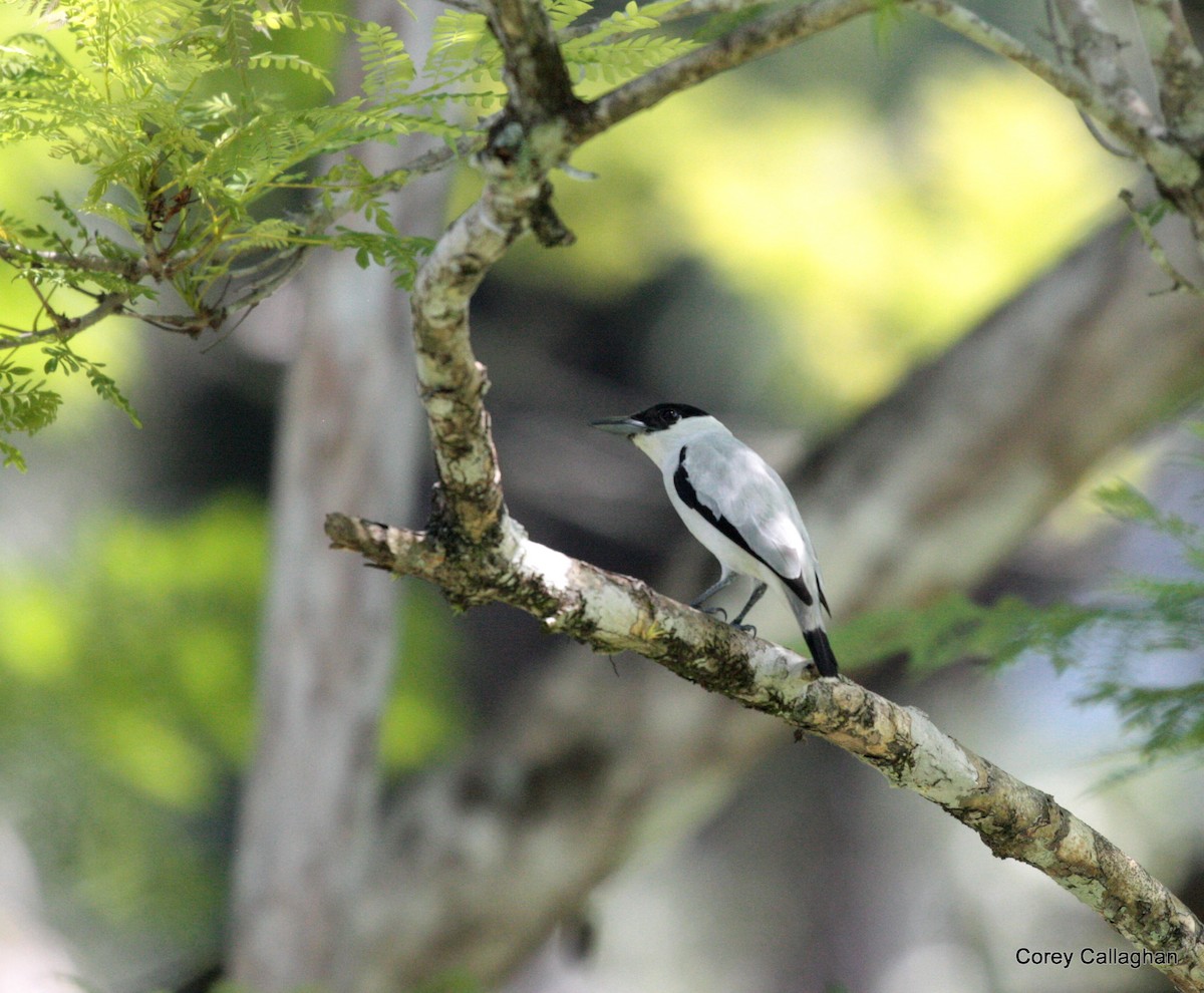 Black-crowned Tityra - Corey Callaghan