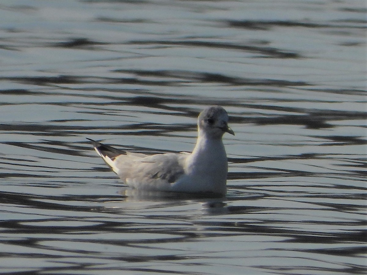 Mouette de Bonaparte - ML323917541