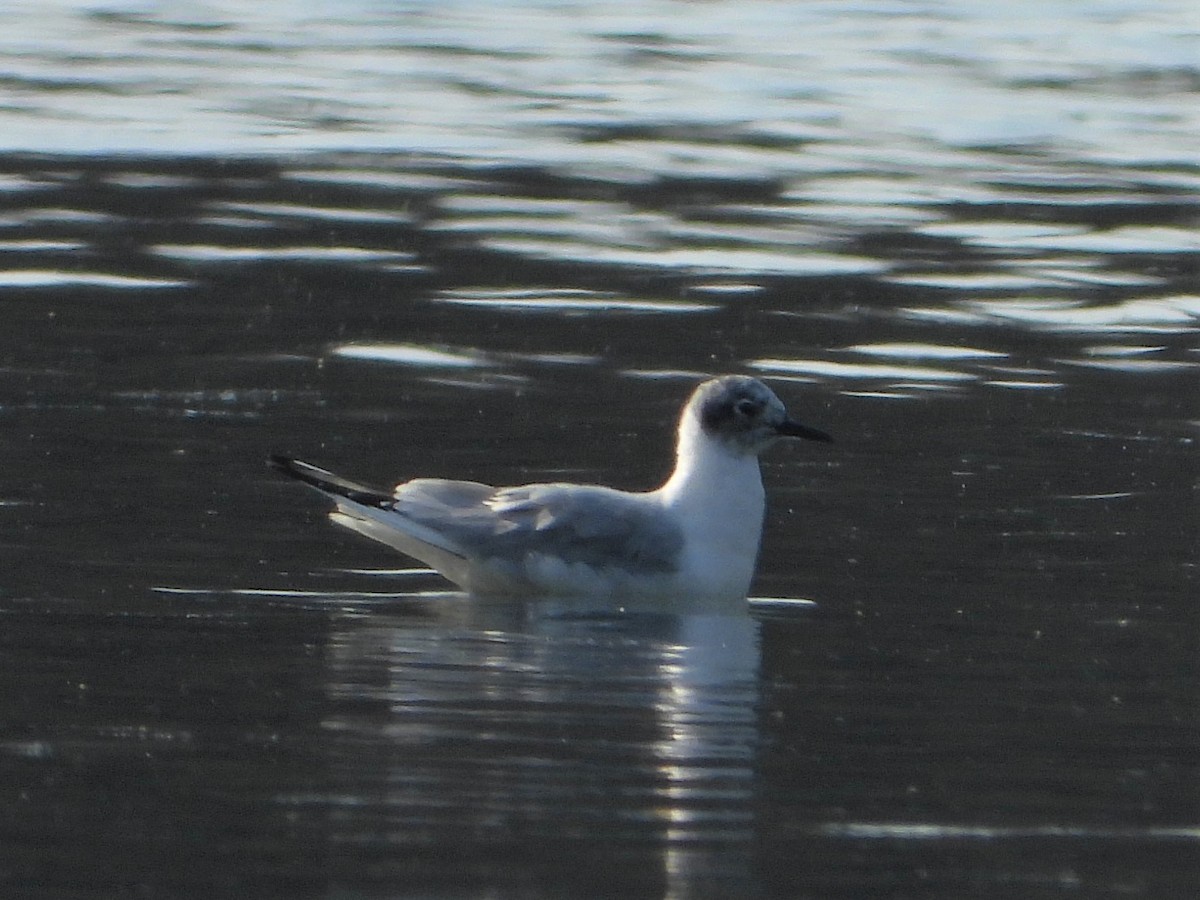 Bonaparte's Gull - ML323917551