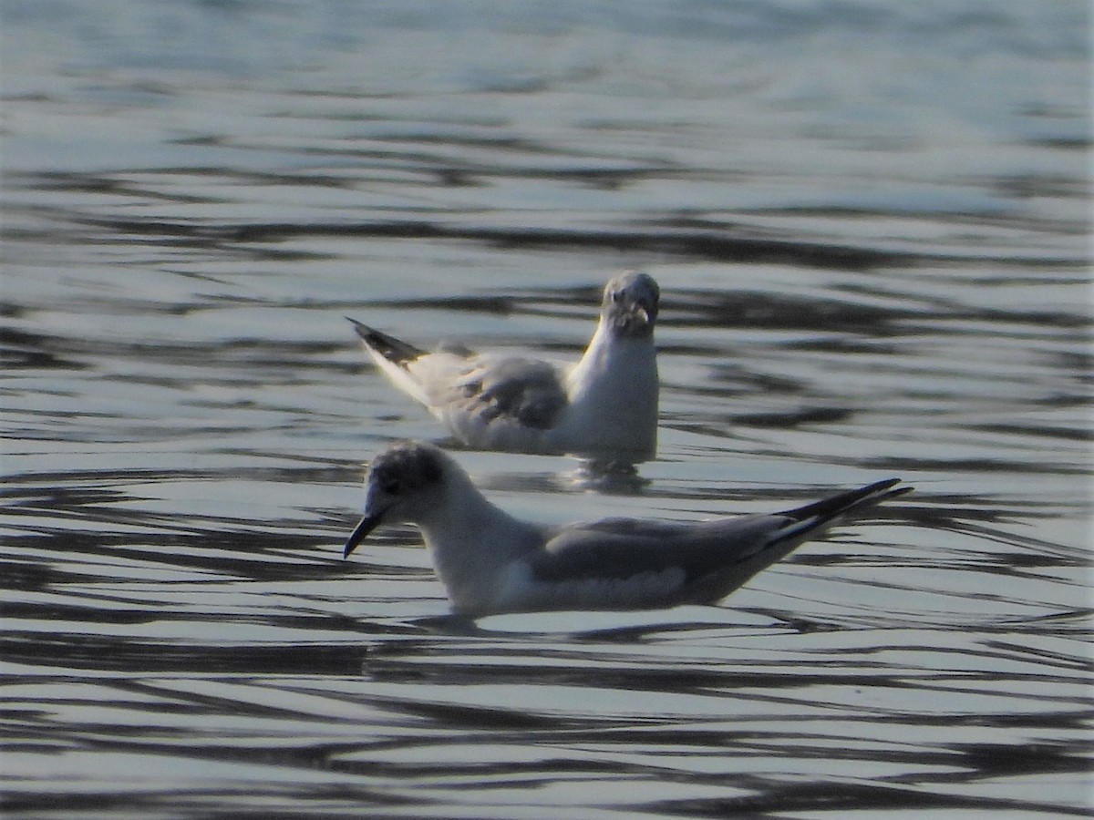 Bonaparte's Gull - ML323917561