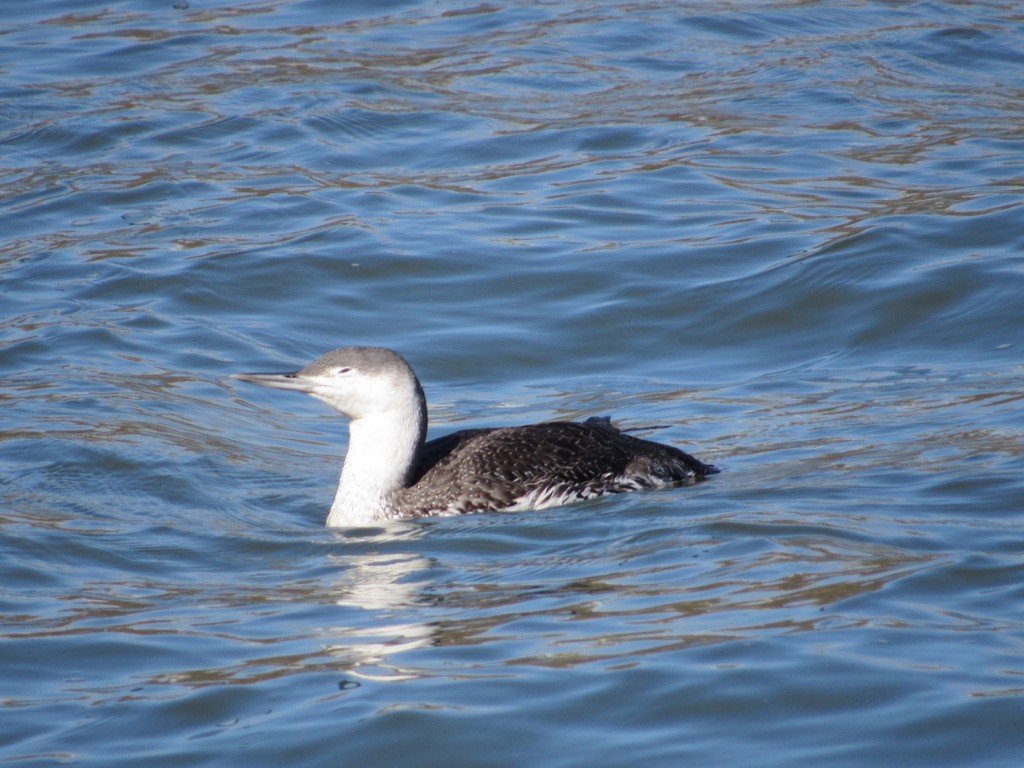 Red-throated Loon - ML323917981