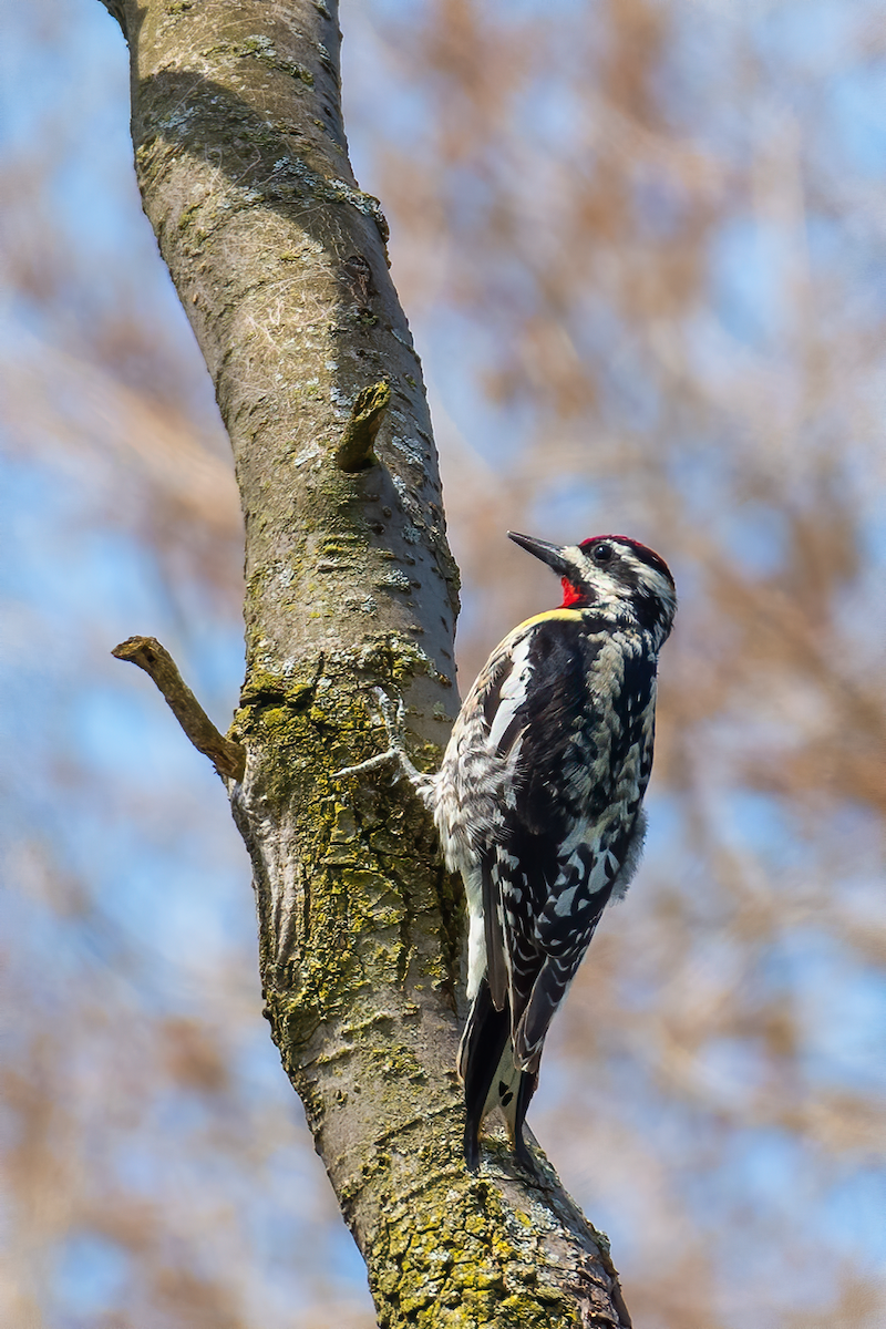 Yellow-bellied Sapsucker - ML323918461