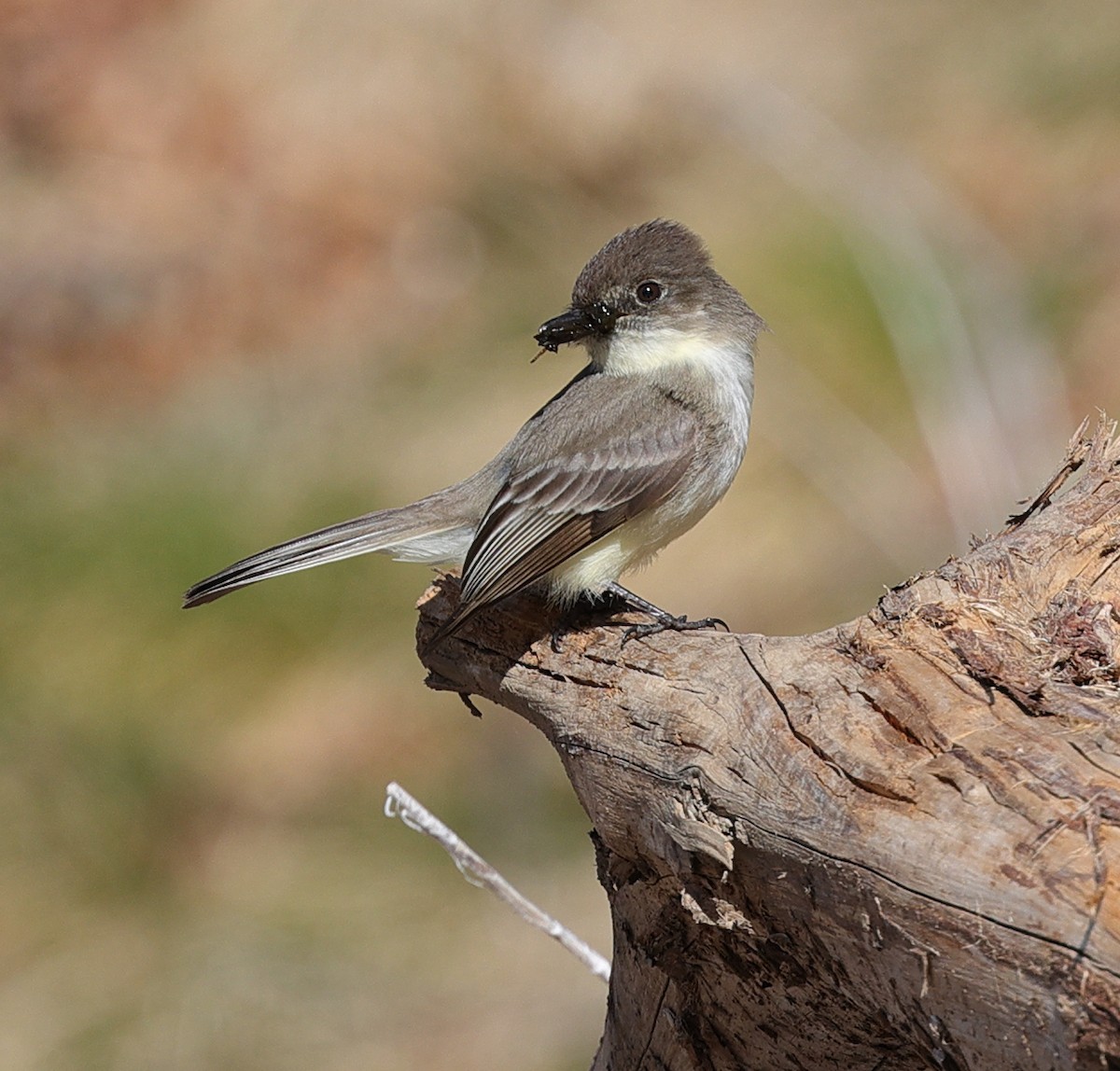 Eastern Phoebe - ML323918731