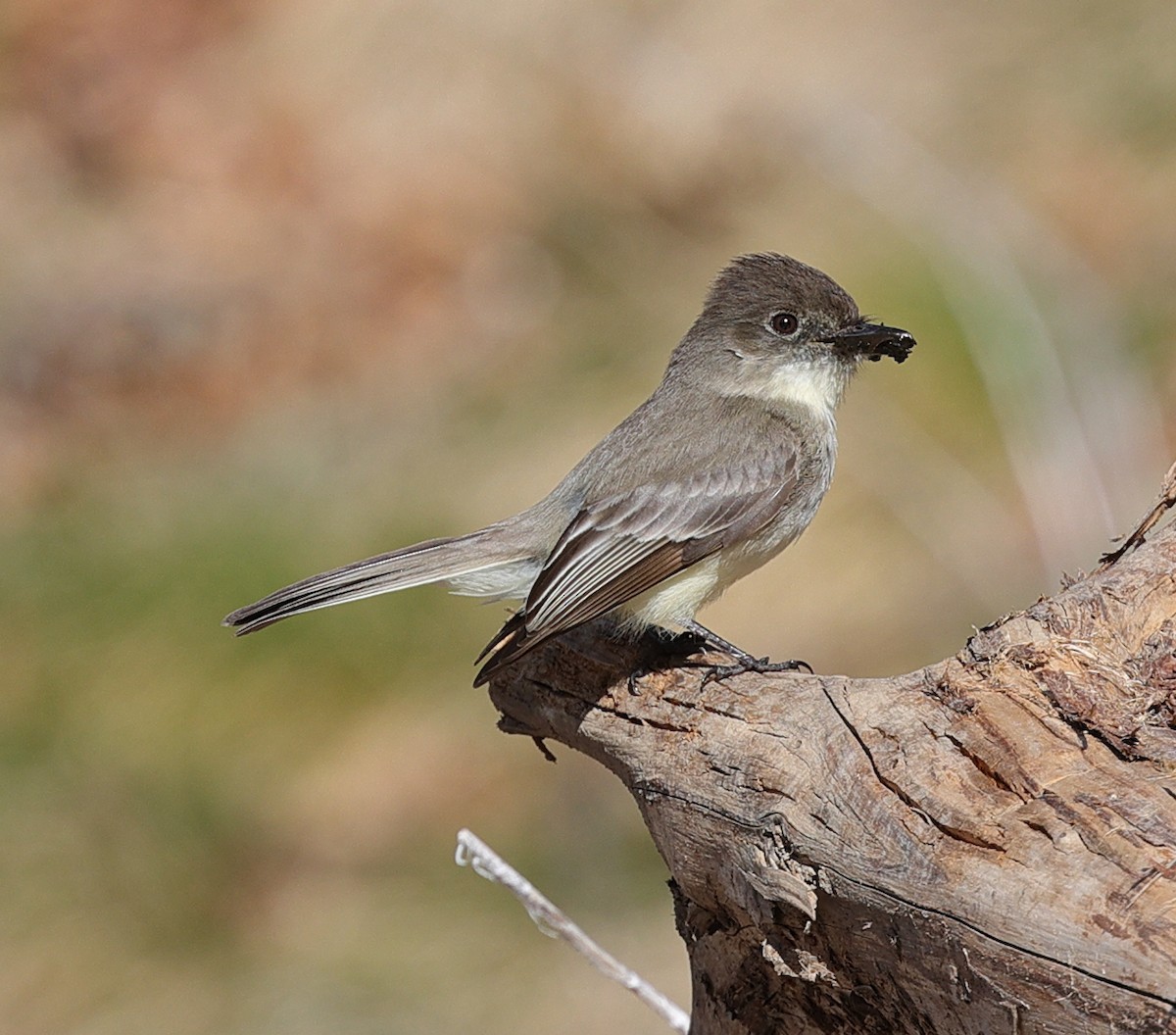 Eastern Phoebe - ML323918781